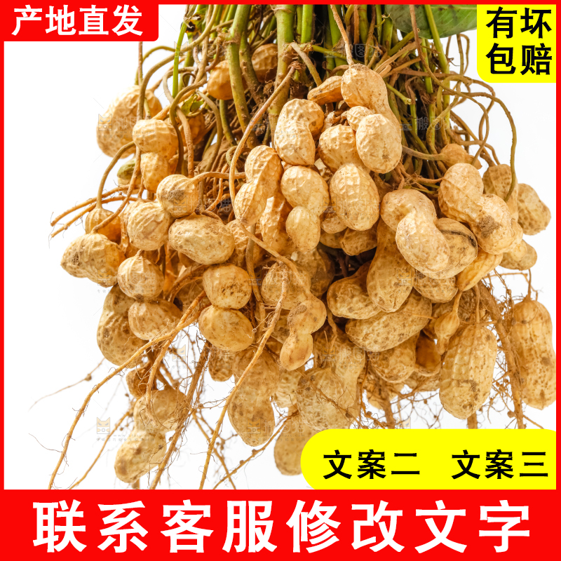 白底上的新鲜花生