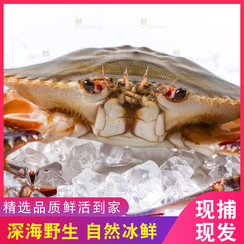 白底上放着海螃蟹