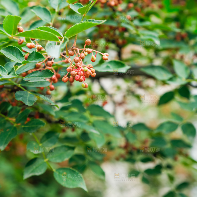 树枝上结的花椒