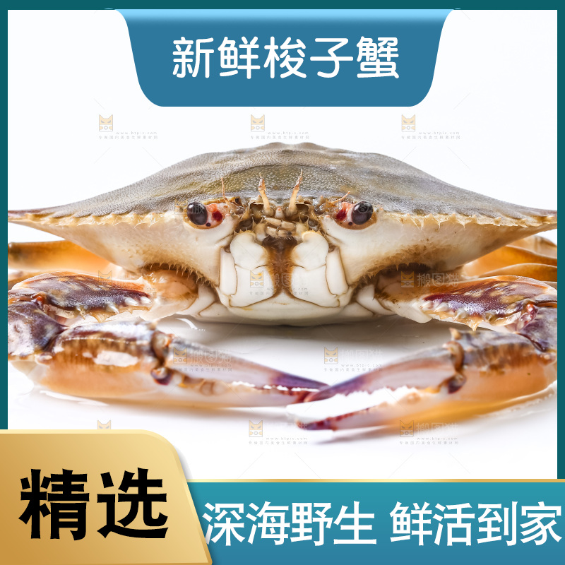 白底上摆放着舟山梭子蟹