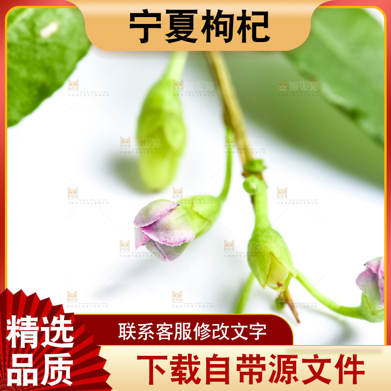 白底上放着枸杞树枝