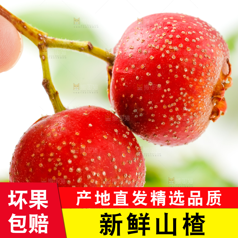 白底上的山楂