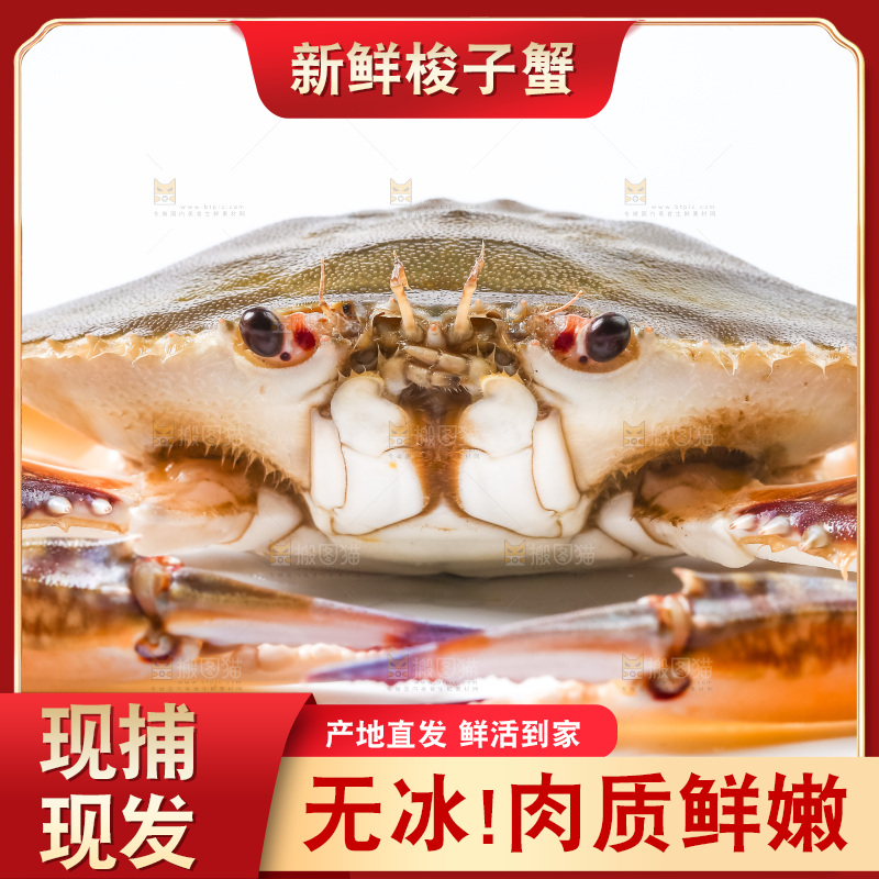 白底上摆放着舟山梭子蟹