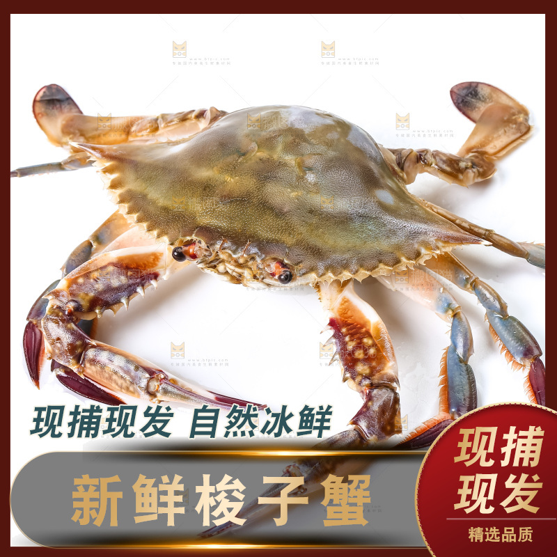白底上摆放着舟山梭子蟹
