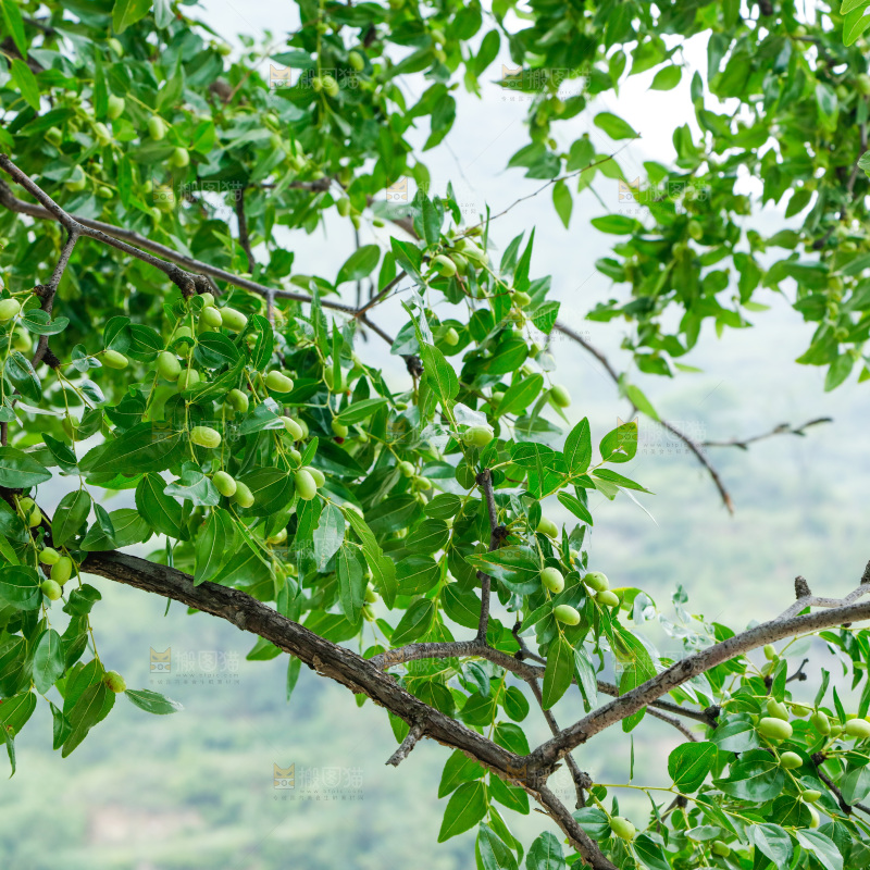 树枝上结的大枣