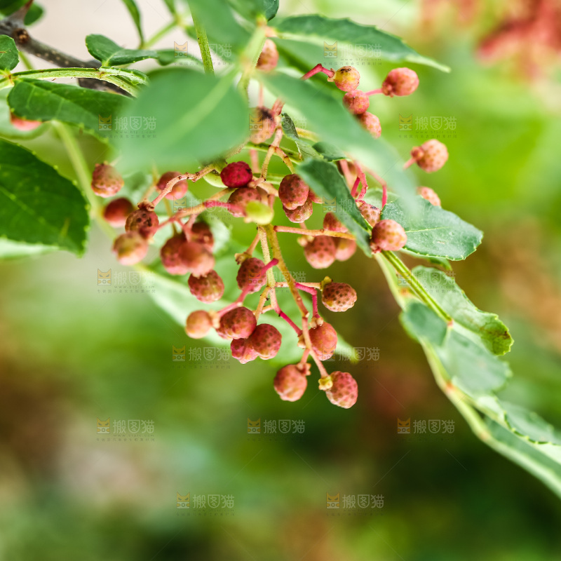 树枝上的花椒