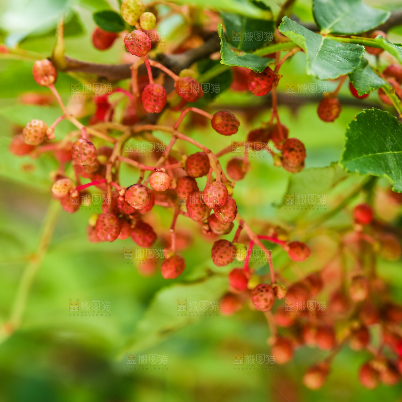 树枝上的花椒