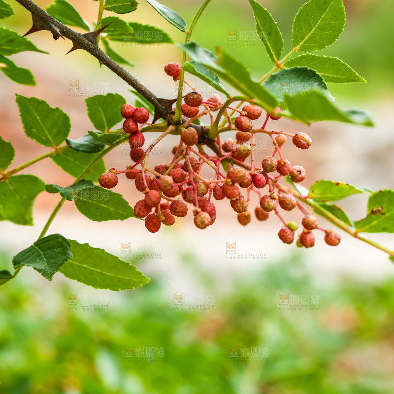 树枝上结的红花椒