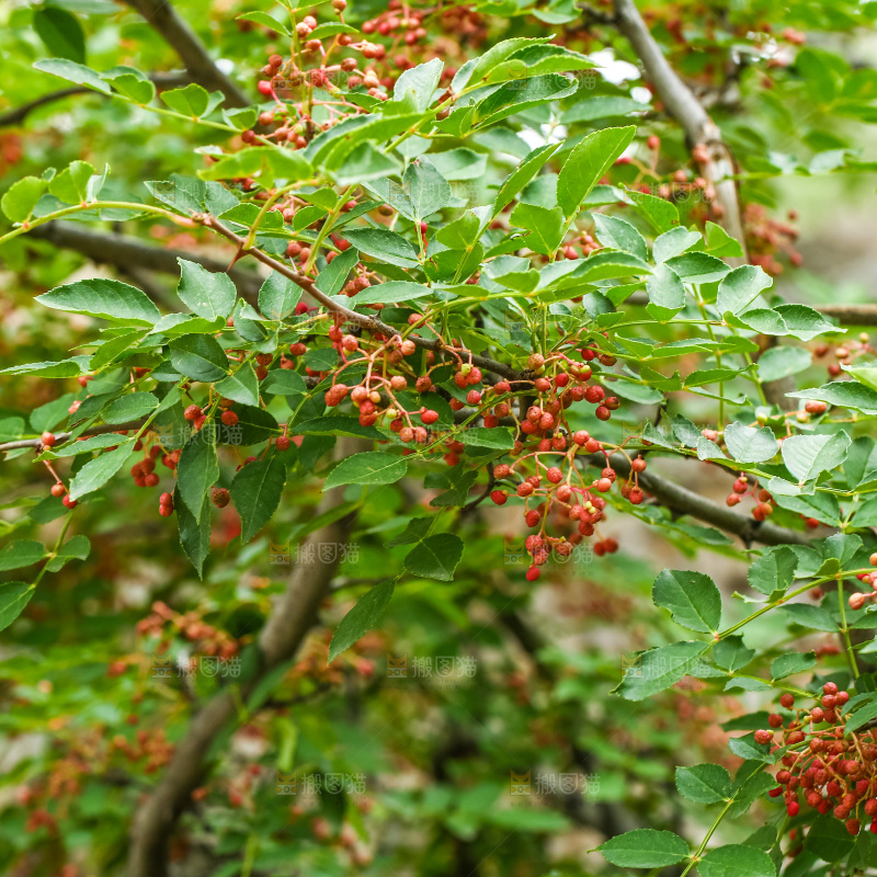 树枝上结的红花椒
