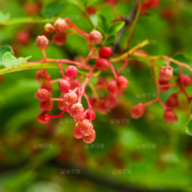 树枝上的花椒