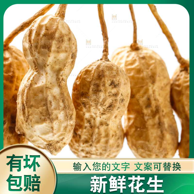白底上的新鲜花生
