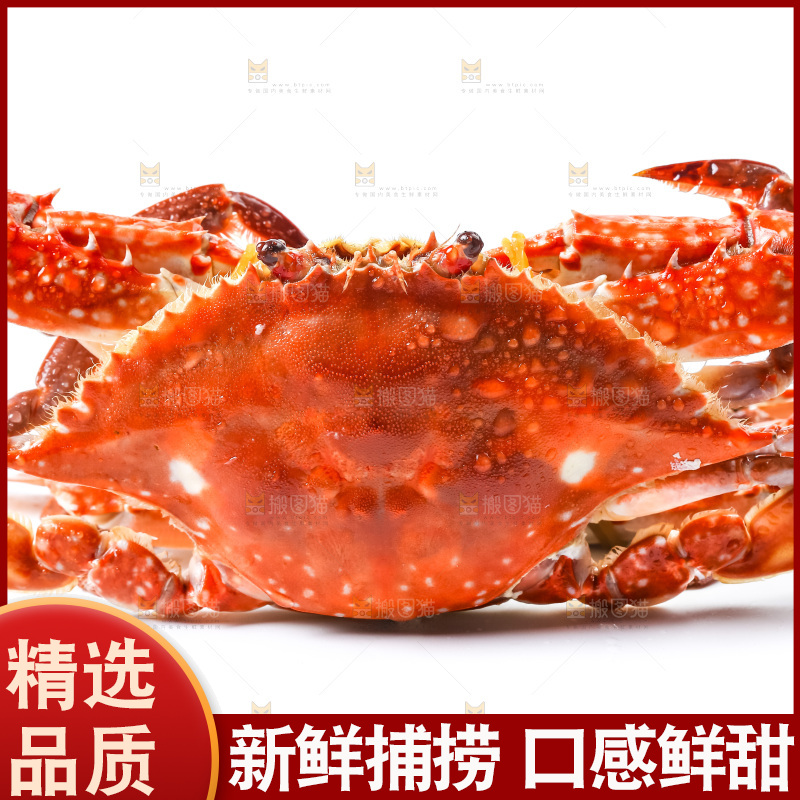 白底上摆放着舟山梭子蟹