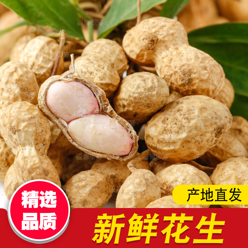 白底上放着一堆新鲜带壳花生
