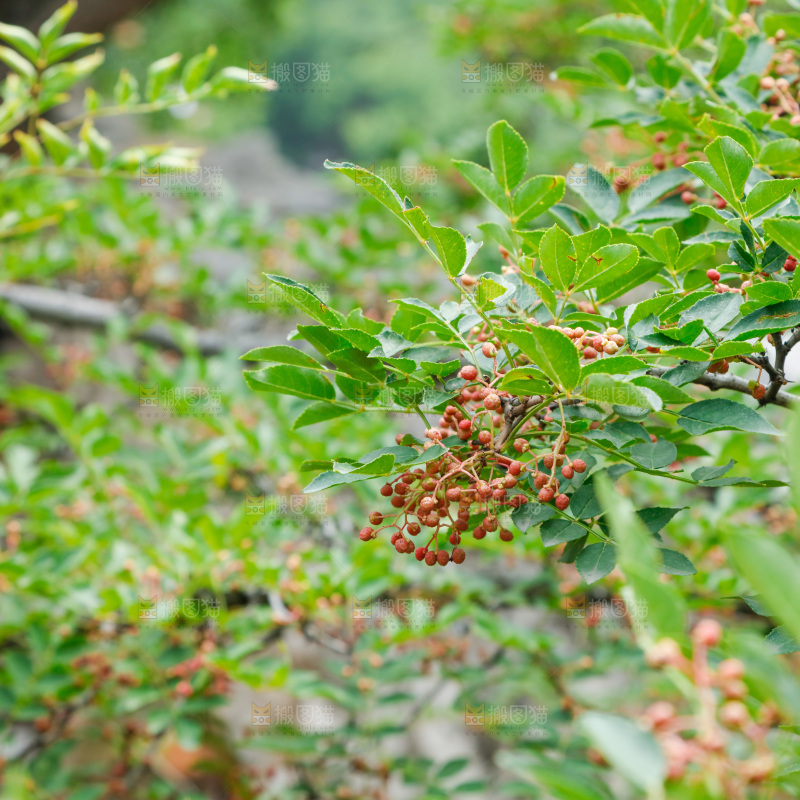 树枝上结的花椒