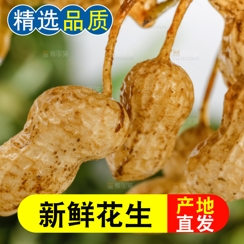 白底上的新鲜花生