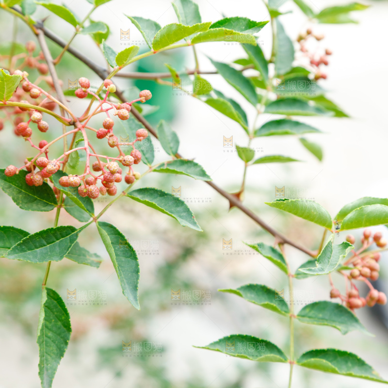 树枝上结的花椒