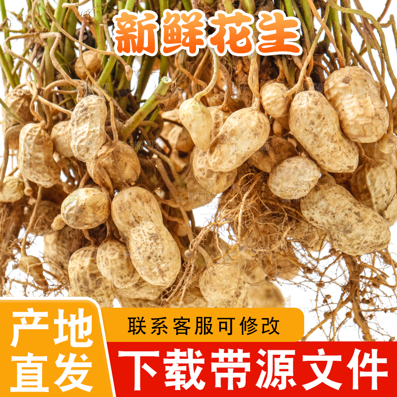 白底上的新鲜花生
