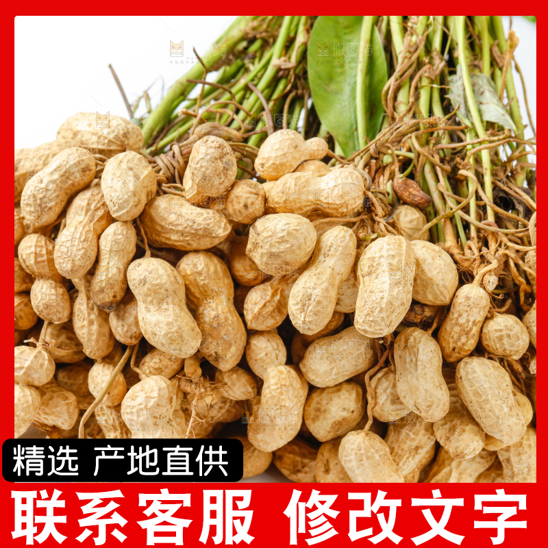 白底上放着一堆新鲜花生