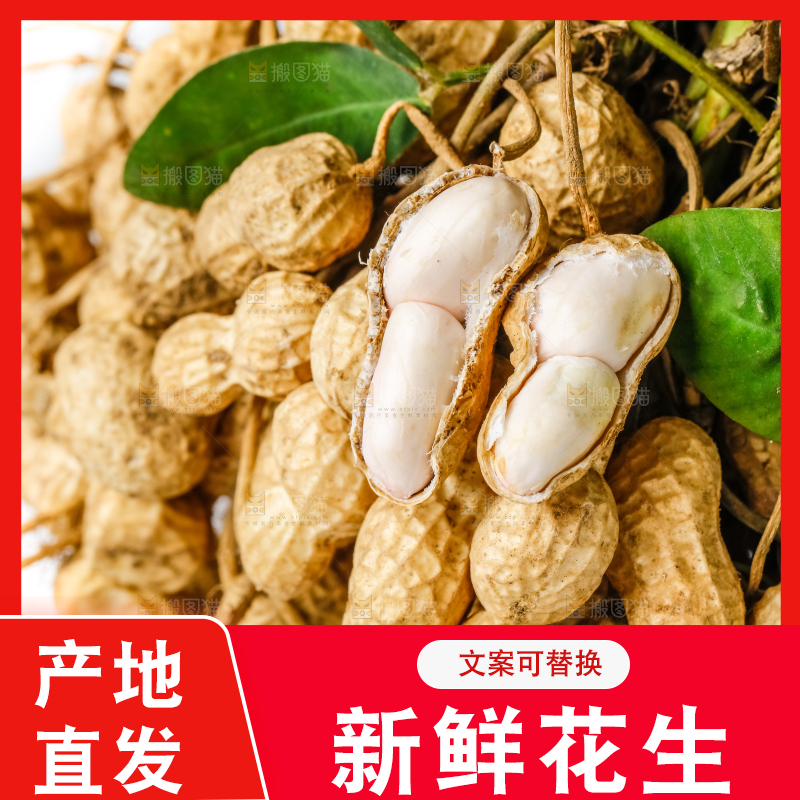 白底上的新鲜花生
