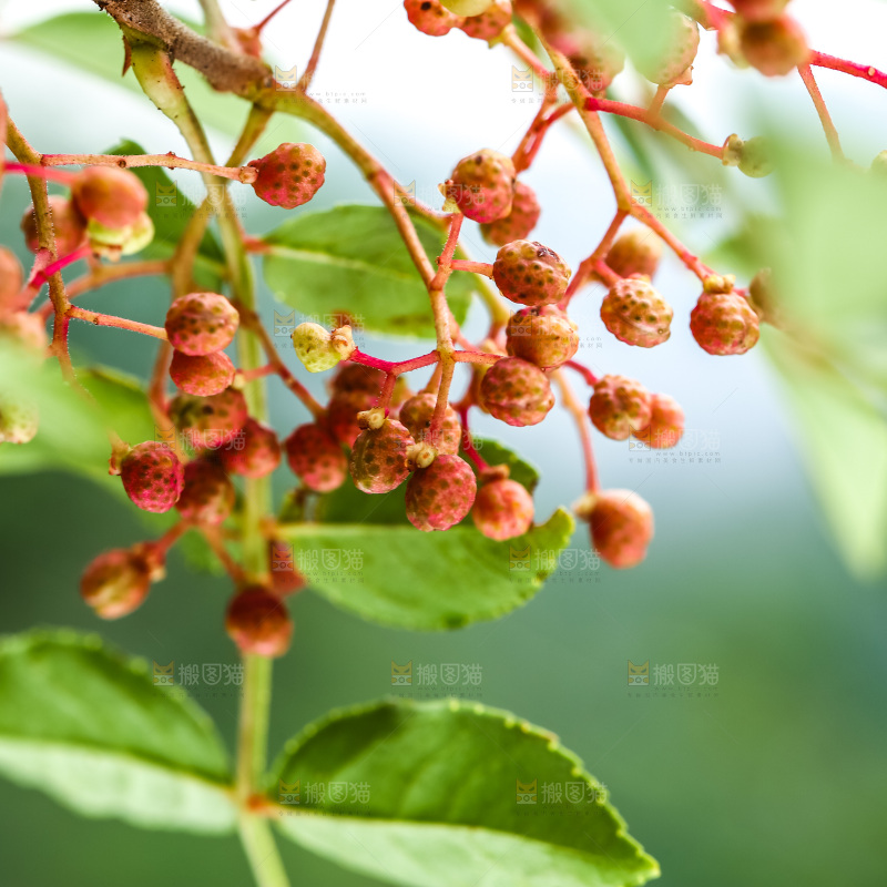 树枝上的花椒