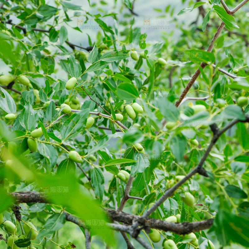 树枝上结的大枣
