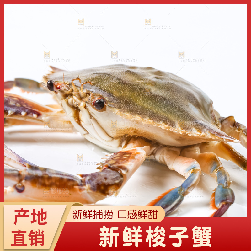 白底上摆放着舟山梭子蟹