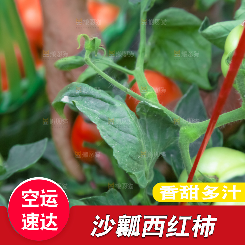 菜园里的西红柿