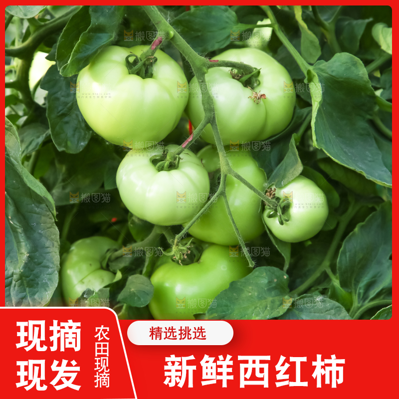 菜园里的西红柿