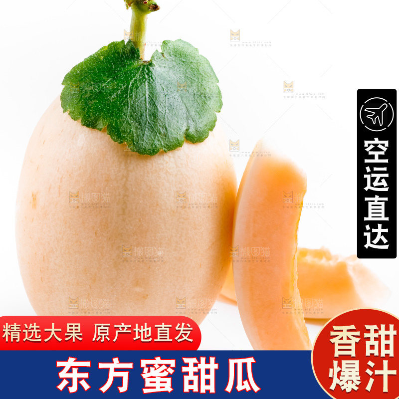 山东东方蜜瓜放在白底上