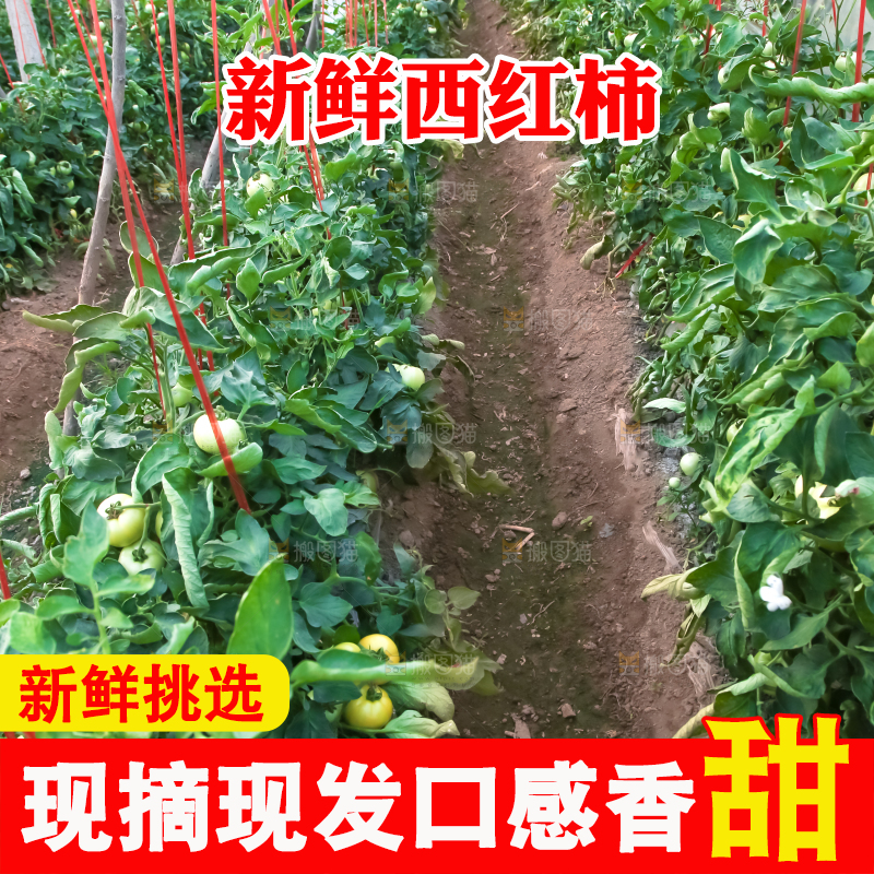 菜园里的西红柿