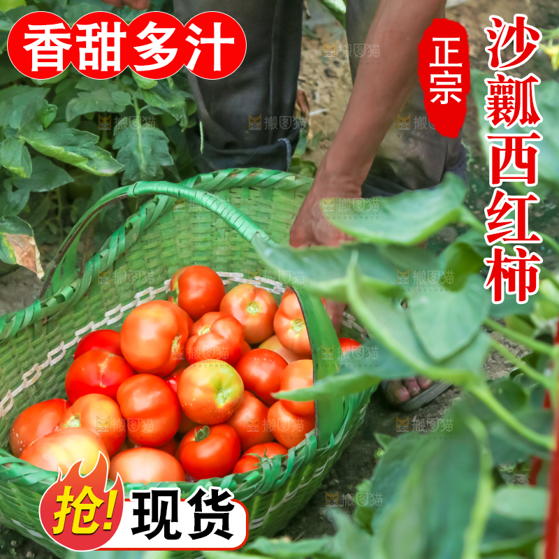 菜园里的西红柿