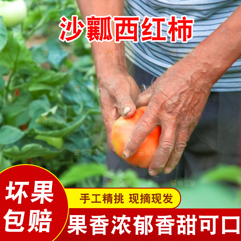 菜园里的西红柿