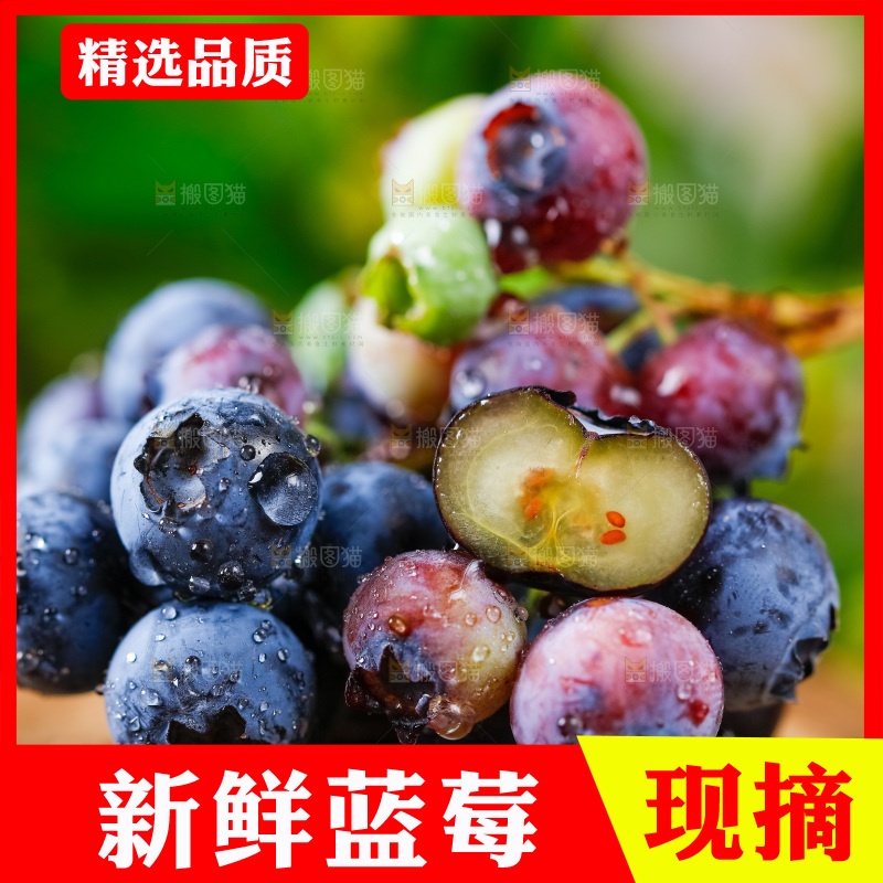 木底上放着山东蓝莓鲜果