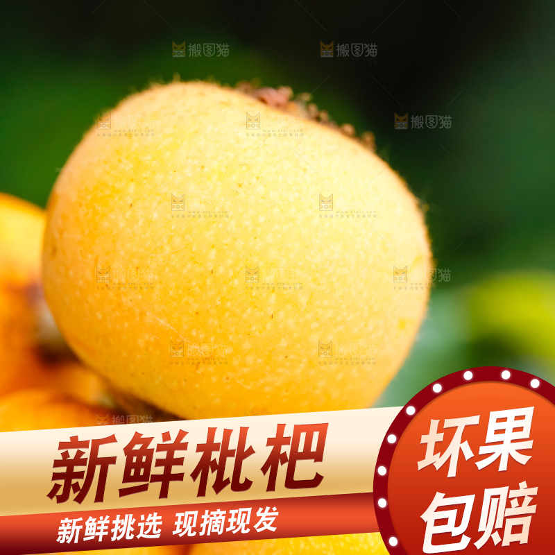 户外的枇杷果