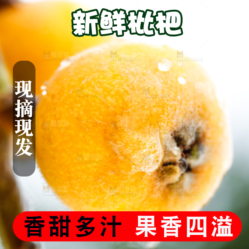 树枝上的枇杷