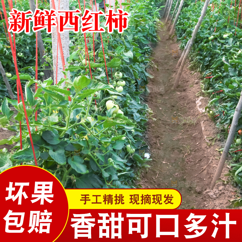 菜园里的西红柿