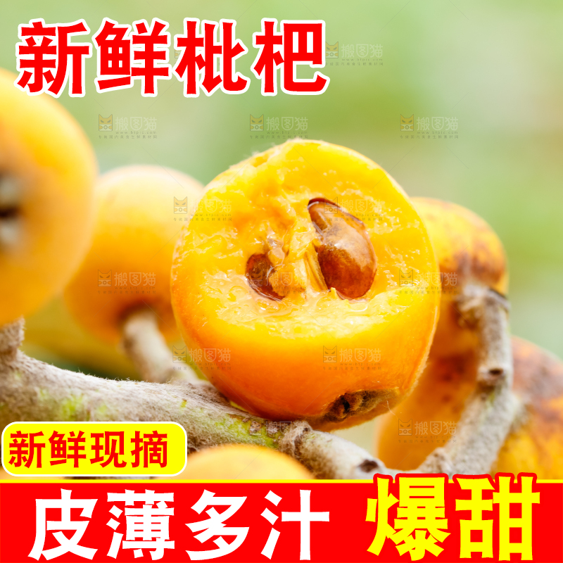 树枝上的枇杷果