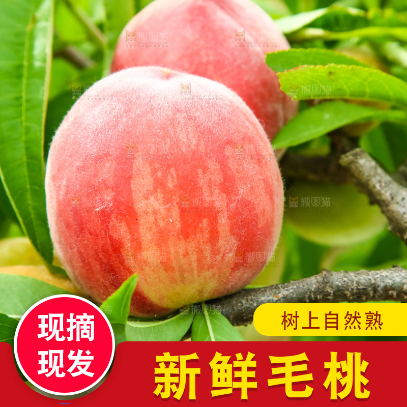 树枝上的毛桃