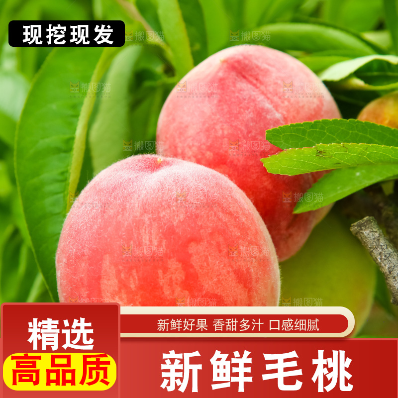 树枝上的毛桃