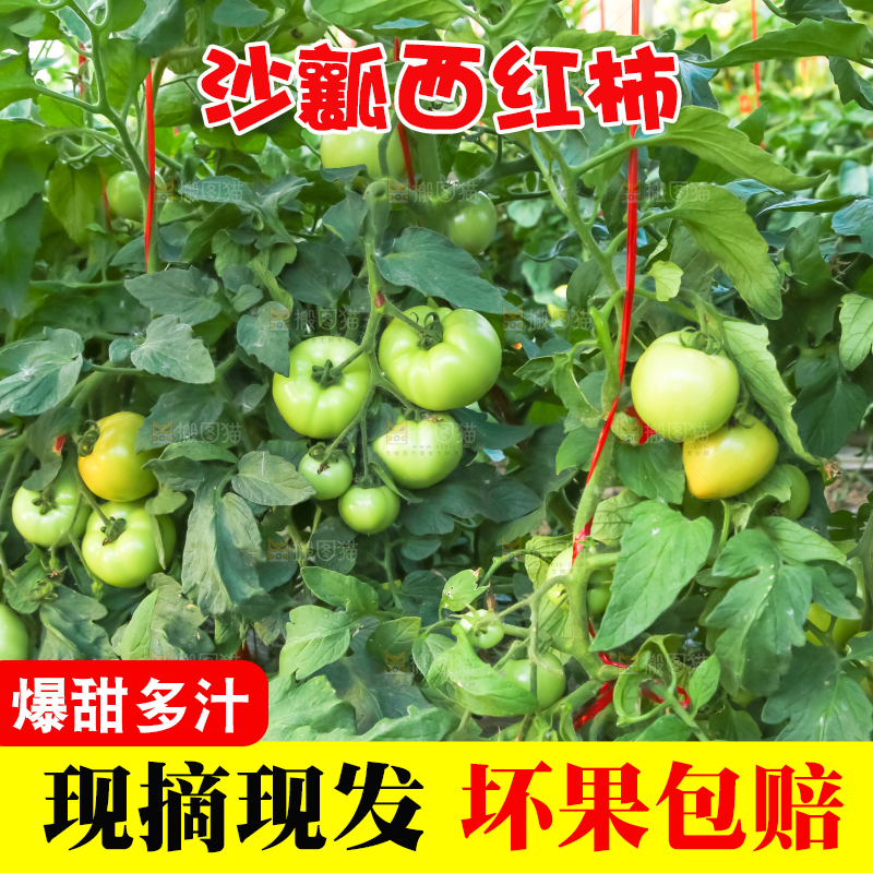 菜园里的西红柿