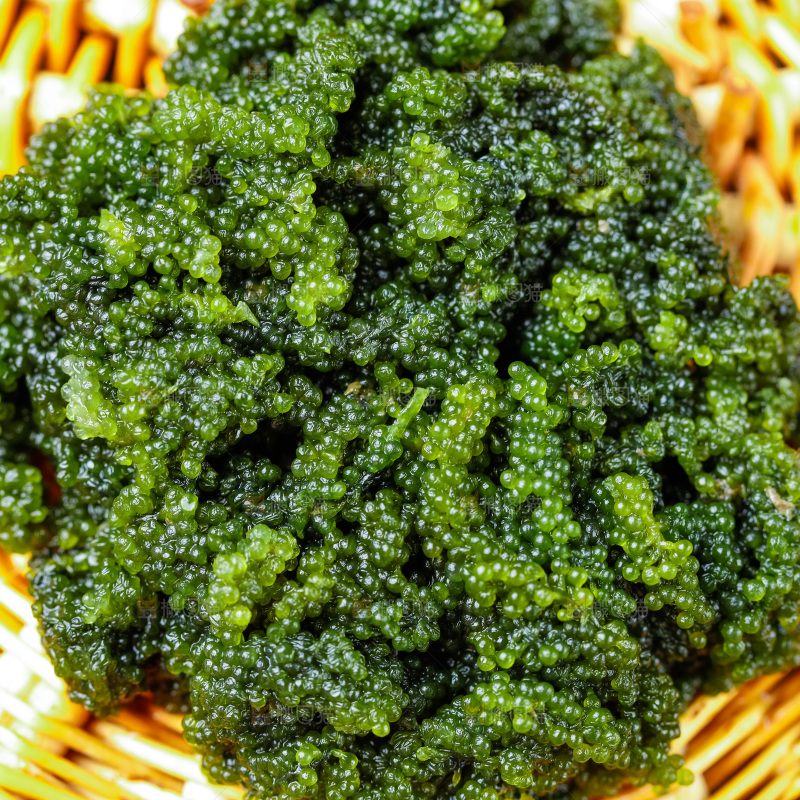 浅底上放着一筐长寿菜