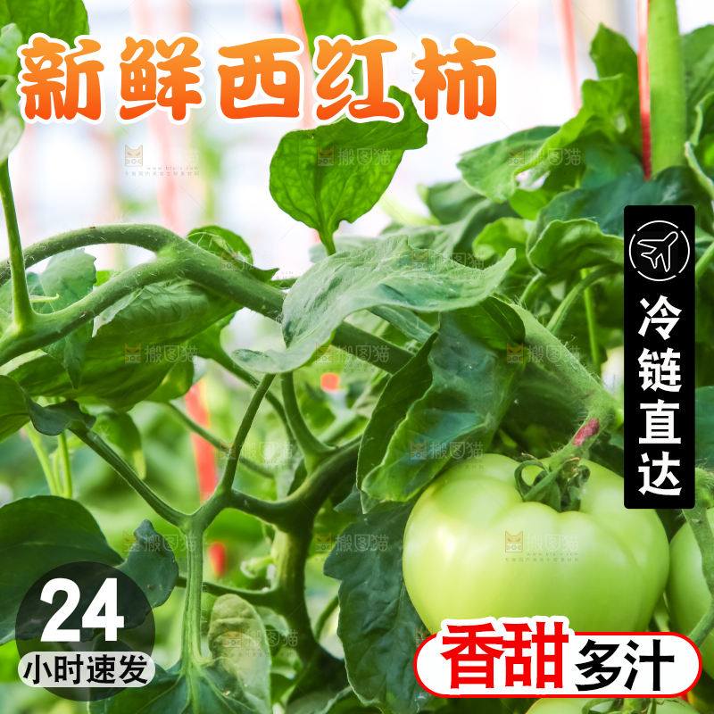 菜园里的西红柿