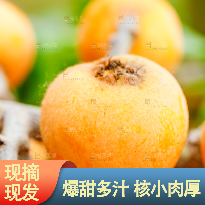 户外的枇杷果