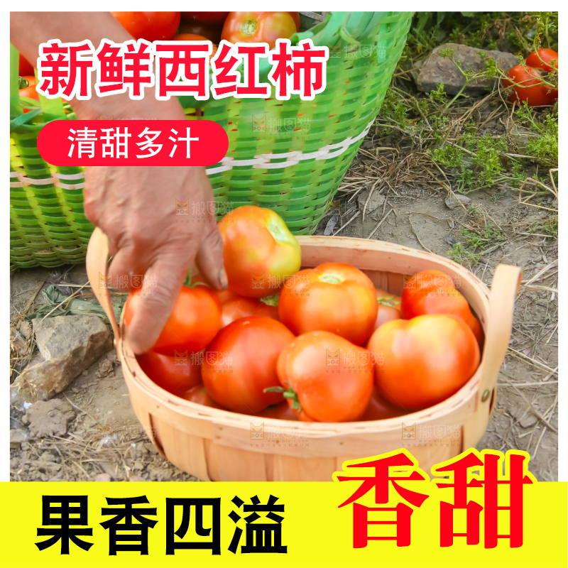 菜园里的西红柿