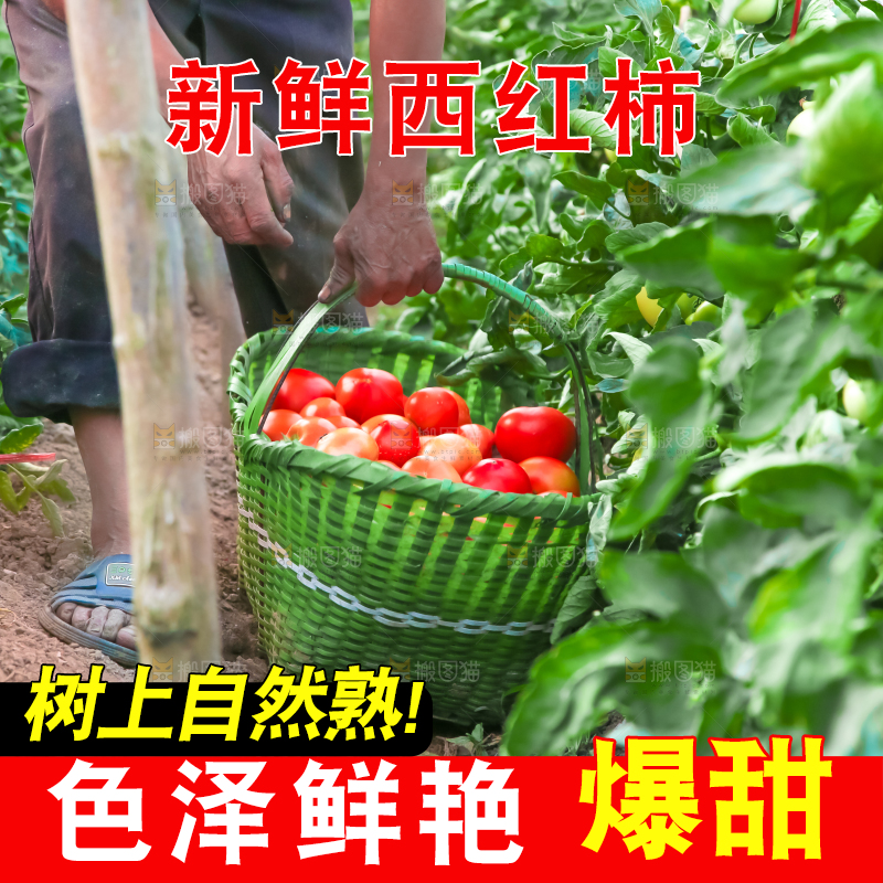 篮子里的西红柿