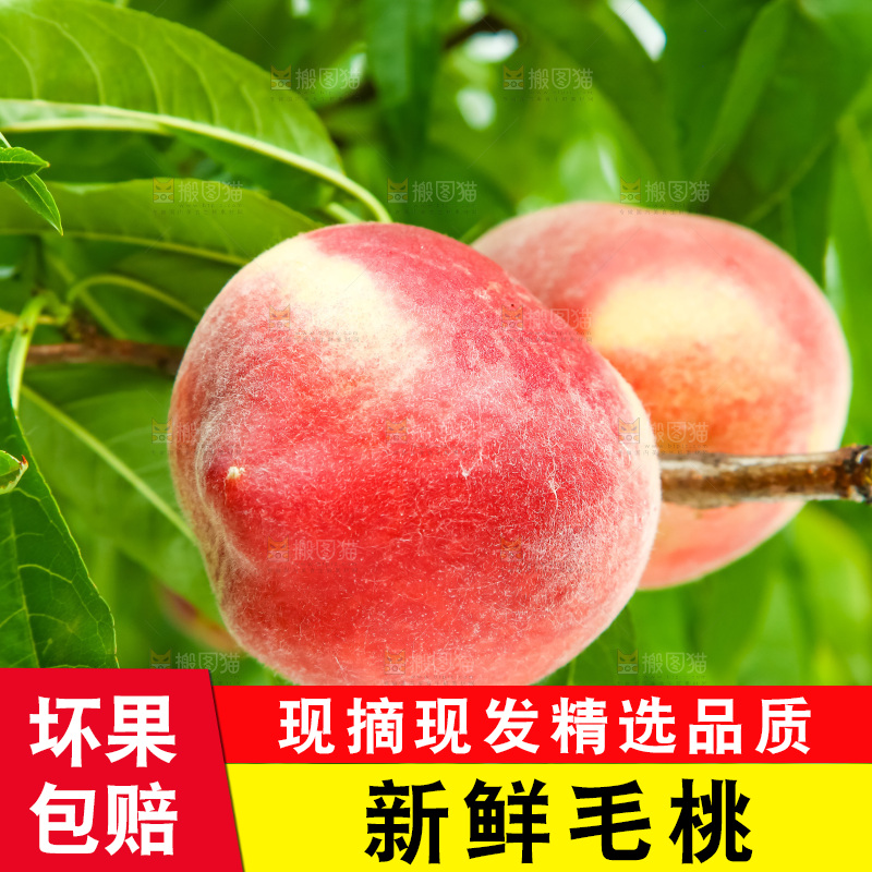 树枝上的毛桃