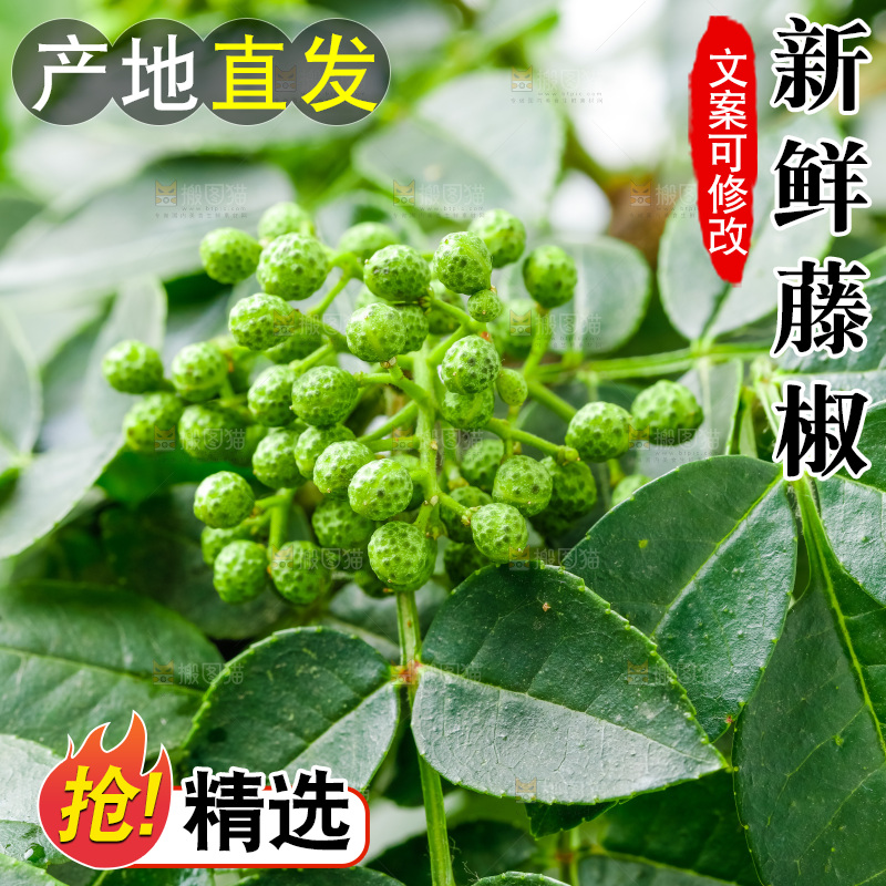 枝叶上的青花椒