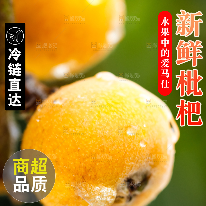 树枝上的枇杷