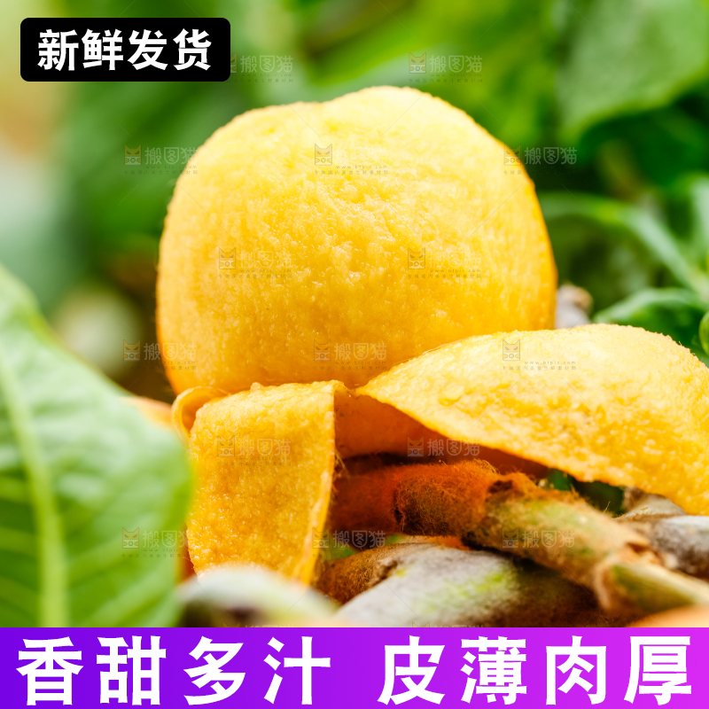 树枝上结的枇杷