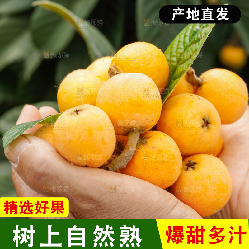 手里捧着新鲜枇杷